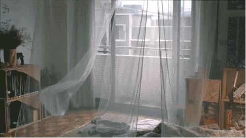 放一屋子绿植除甲醛有用吗,多放绿植可以除甲醛吗