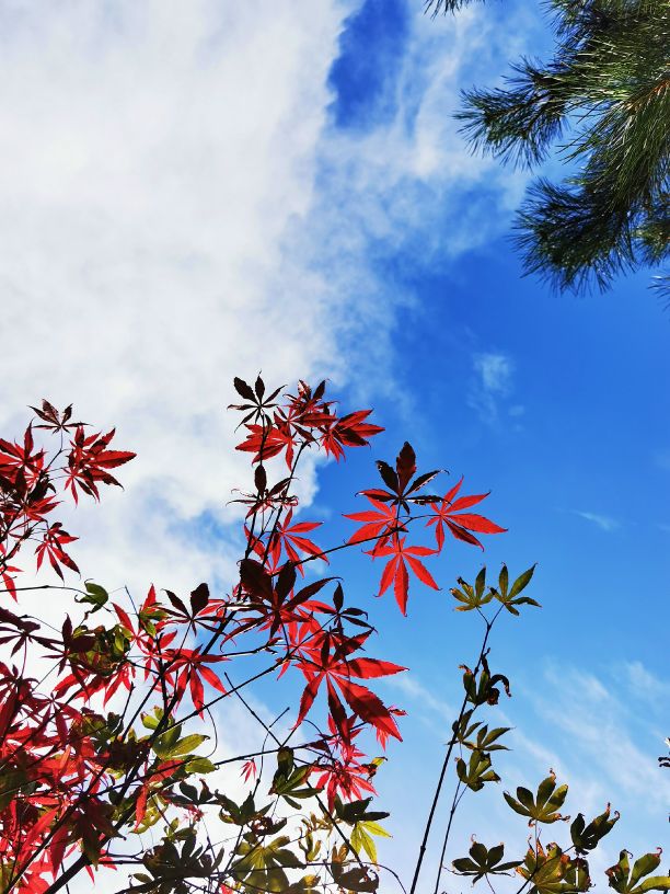 鍖椾含绉樺,鍖椾含绉樺涔嬫梾