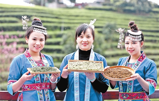 乡村振兴产业茶园,三江县万亩茶园