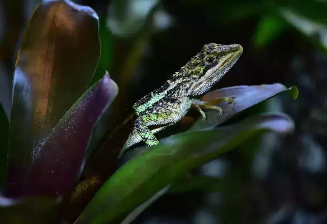 爆火广州溜娃圈的网红双展，宠粉价¥39.9买一送一！劲省二百多元