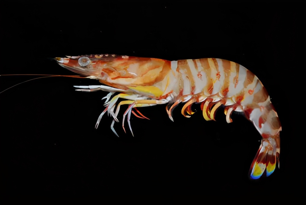 所有虾类哪种更好吃些图片,给你科普一下虾的种类