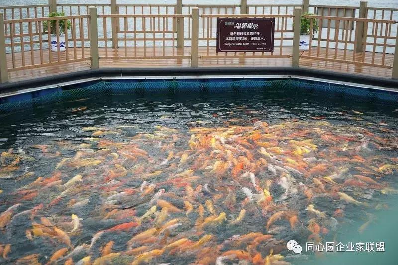 同心圆企业家联盟视频,企业家联盟2019