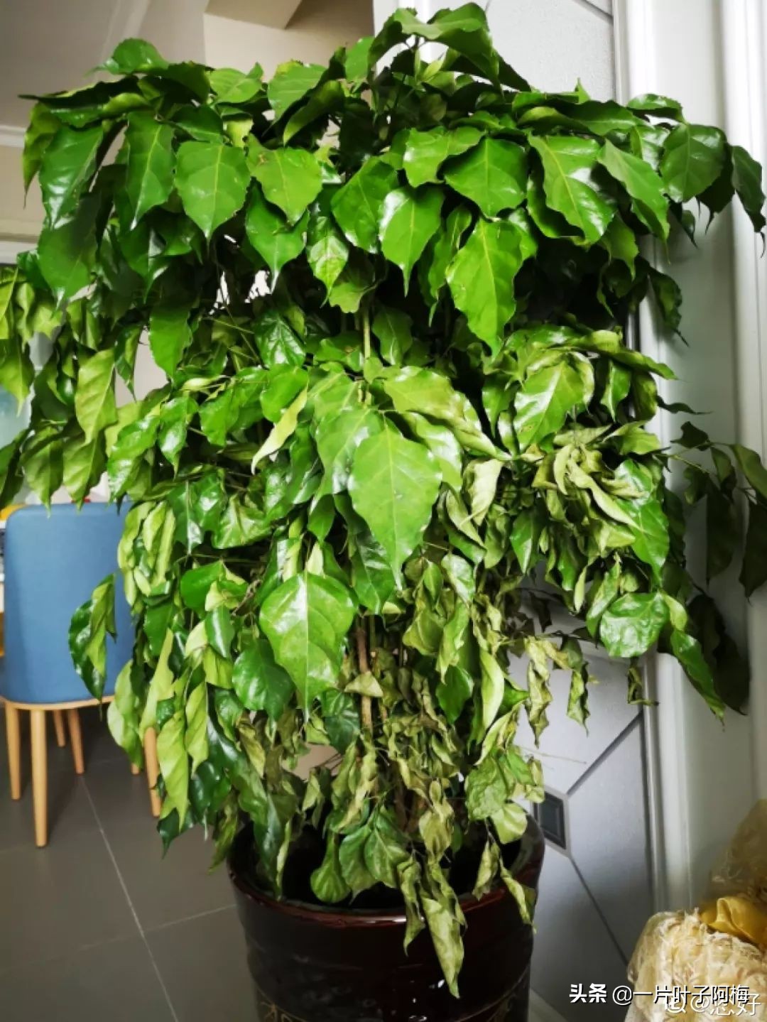 5个植物最招财,能开花又好养的植物又有寓意