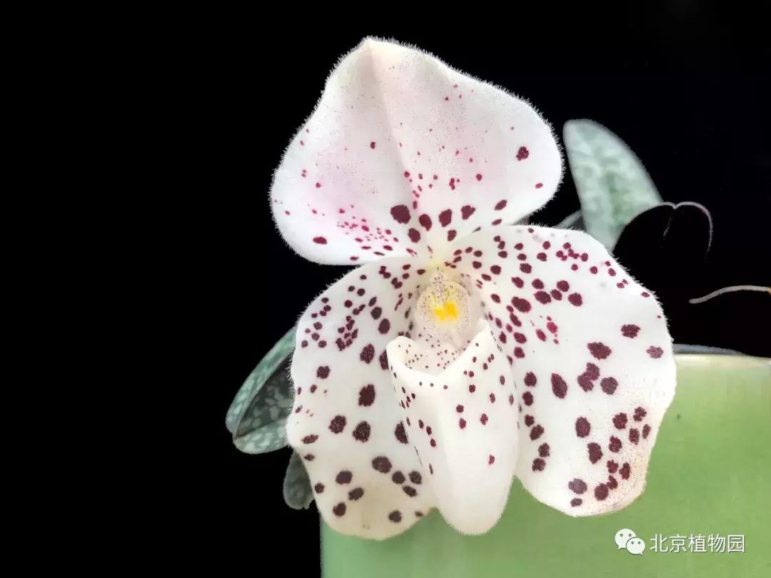 优质兰花鉴赏,写意兰花画法赏析