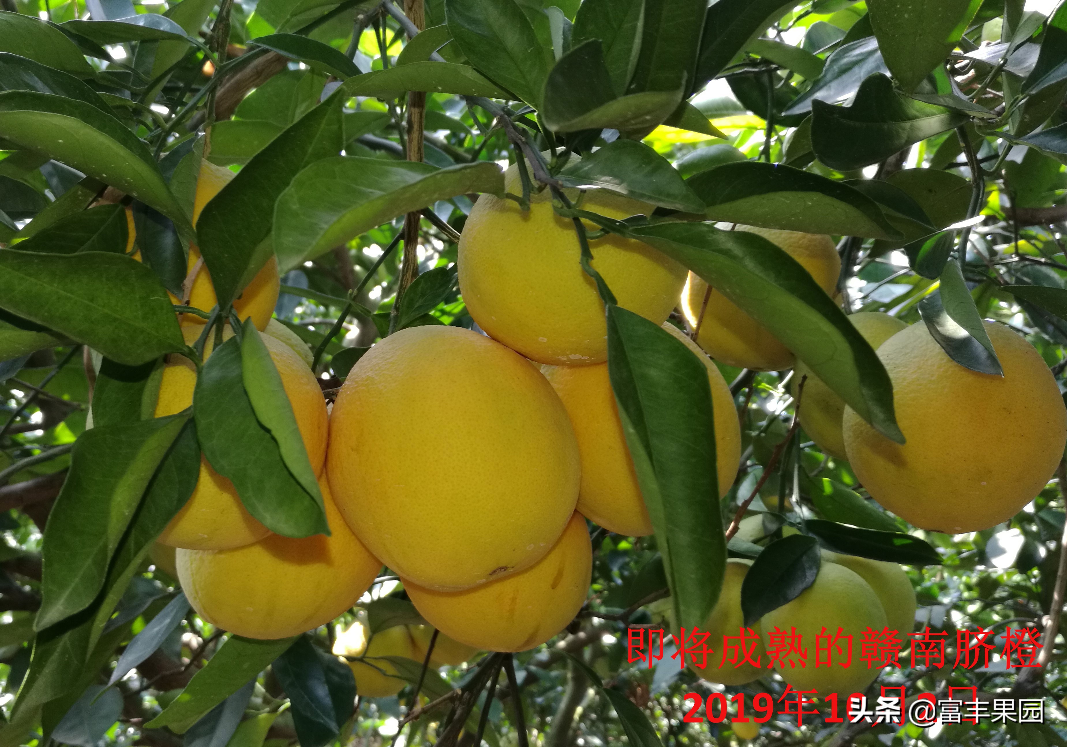 今年的赣南脐橙挂果量怎么样,赣南脐橙种植面积和产量数据