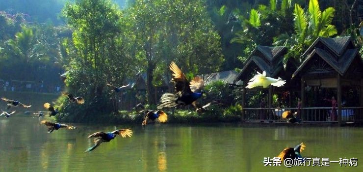 热带雨林复杂生态系统,复杂的热带雨林生态系统