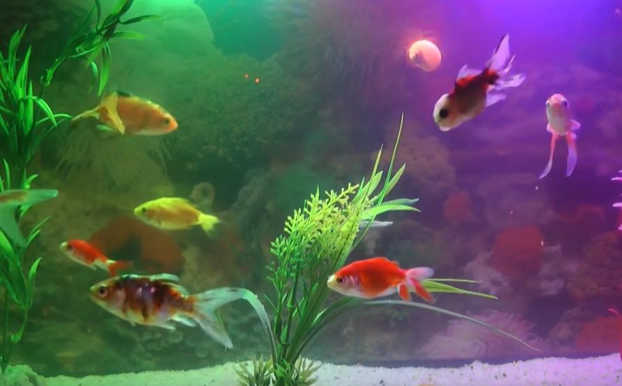 金鱼养多了怎么处理,金鱼养得越来越瘦