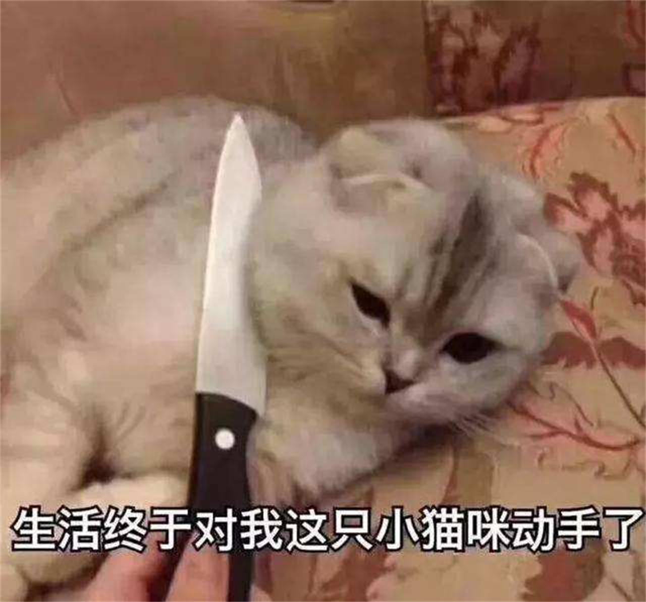 猫咪做双眼皮手术为了什么,给猫咪割双眼皮过程