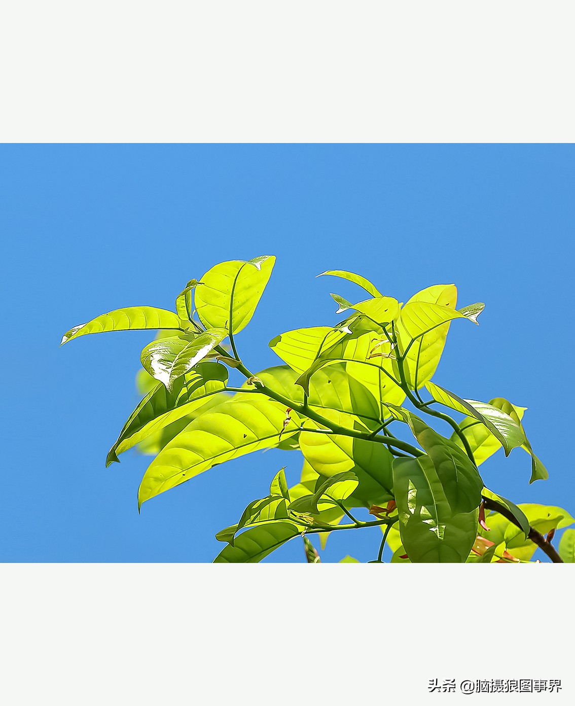 怎么拍摄好看的花和天空,如何拍出好看的天空树叶照