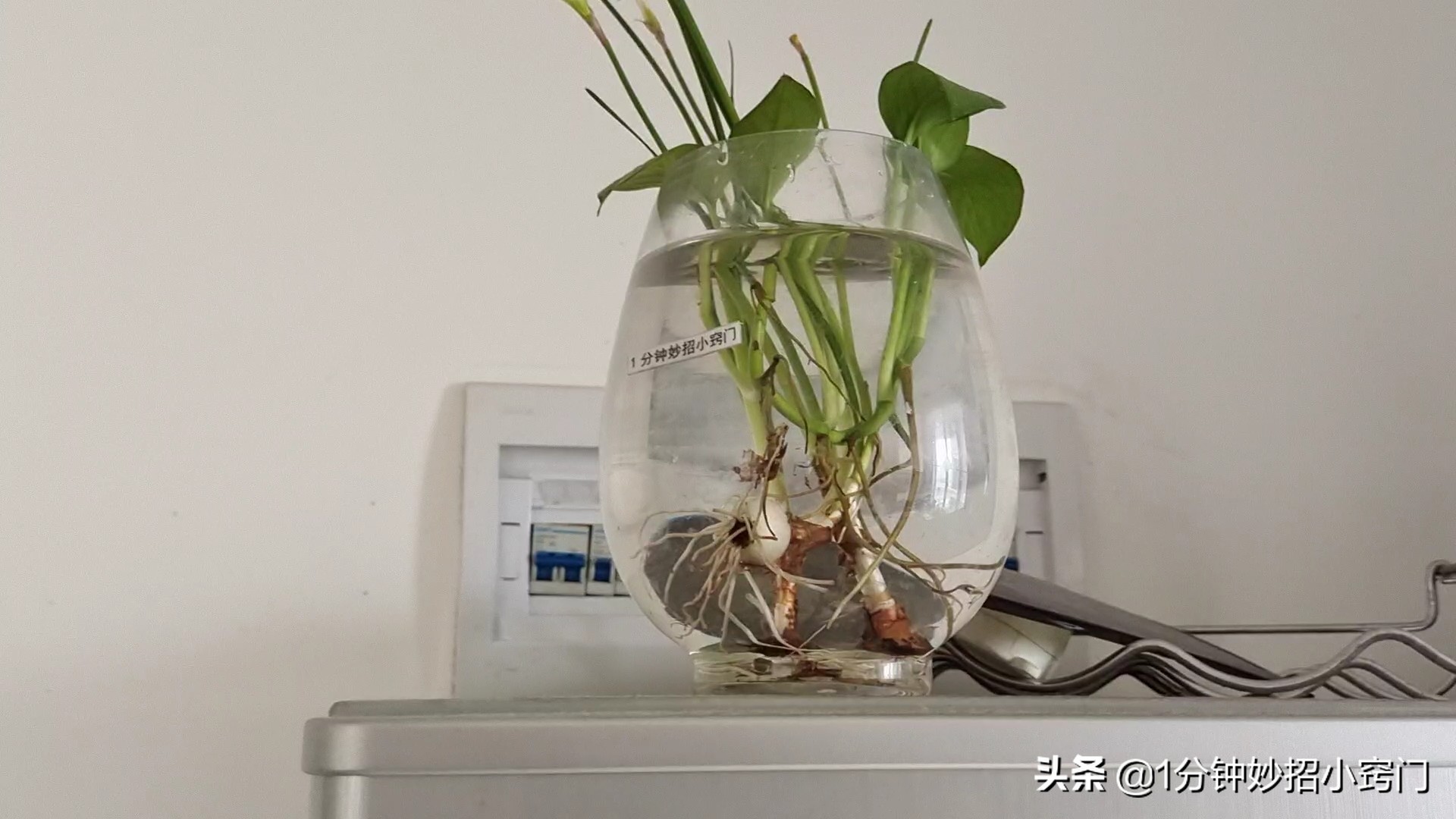 家里摆放绿萝这4个位置不能放,大绿萝摆放十大禁忌