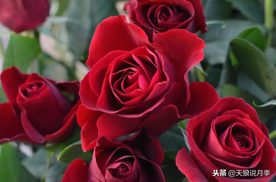 最好看的多种月季,浪漫迷人的月季