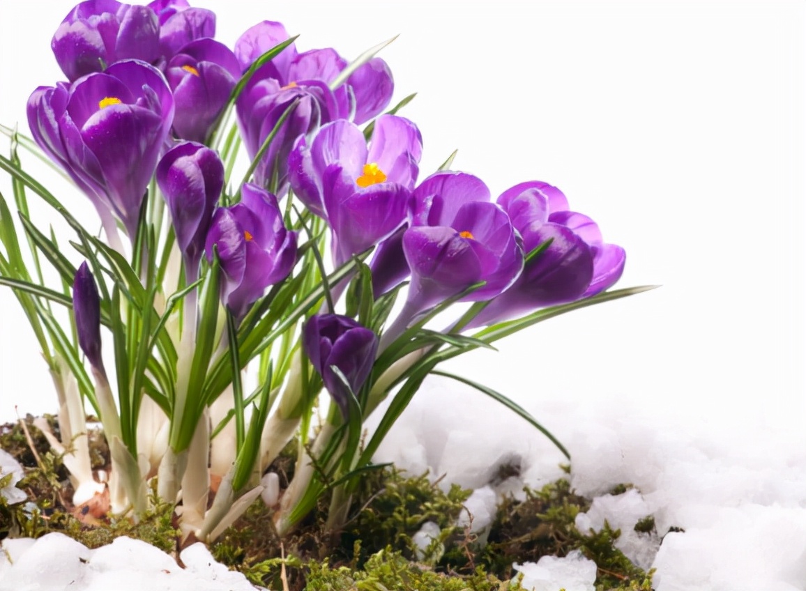 藏红花为什么称为花中黄金,最昂贵的西红花