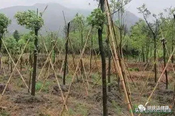 疫情期间颈椎病怎么治疗,疫情过后的颈椎病怎么治疗