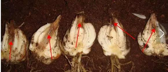 卷丹百合种球繁殖步骤图解,百合种球萌芽1厘米了怎么养护