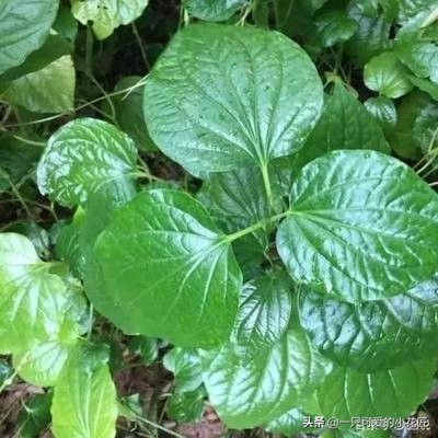 农村常见的蛤蒌叶（假蒌叶），是广东炒田螺必备调料，香味独特