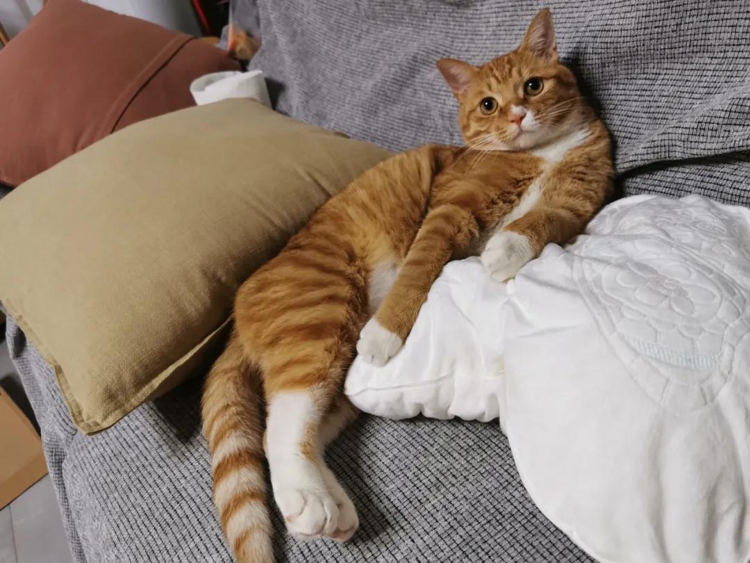 养橘猫一定要买什么,养橘猫的都是什么人