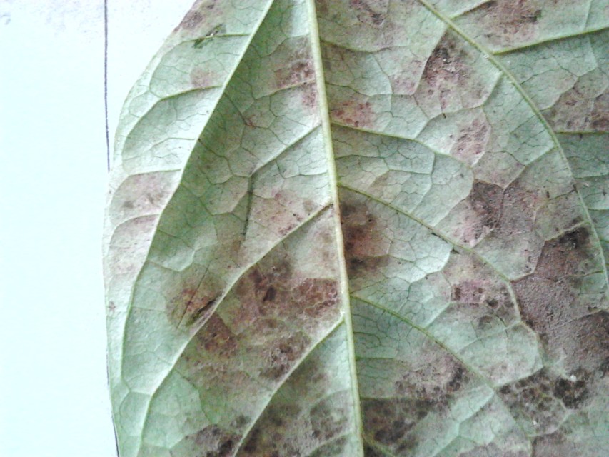 豇豆角早衰原因,豇豆生长期黄叶死叶是什么病