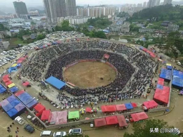 贵州一男子给斗牛喂酒壮胆,斗牛给牛喝酒