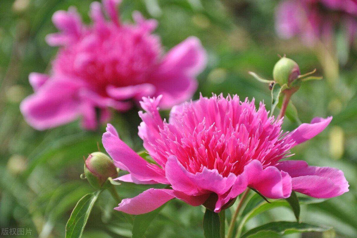 什么花适合送生日花,你的生日代表的花朵及寓意图片