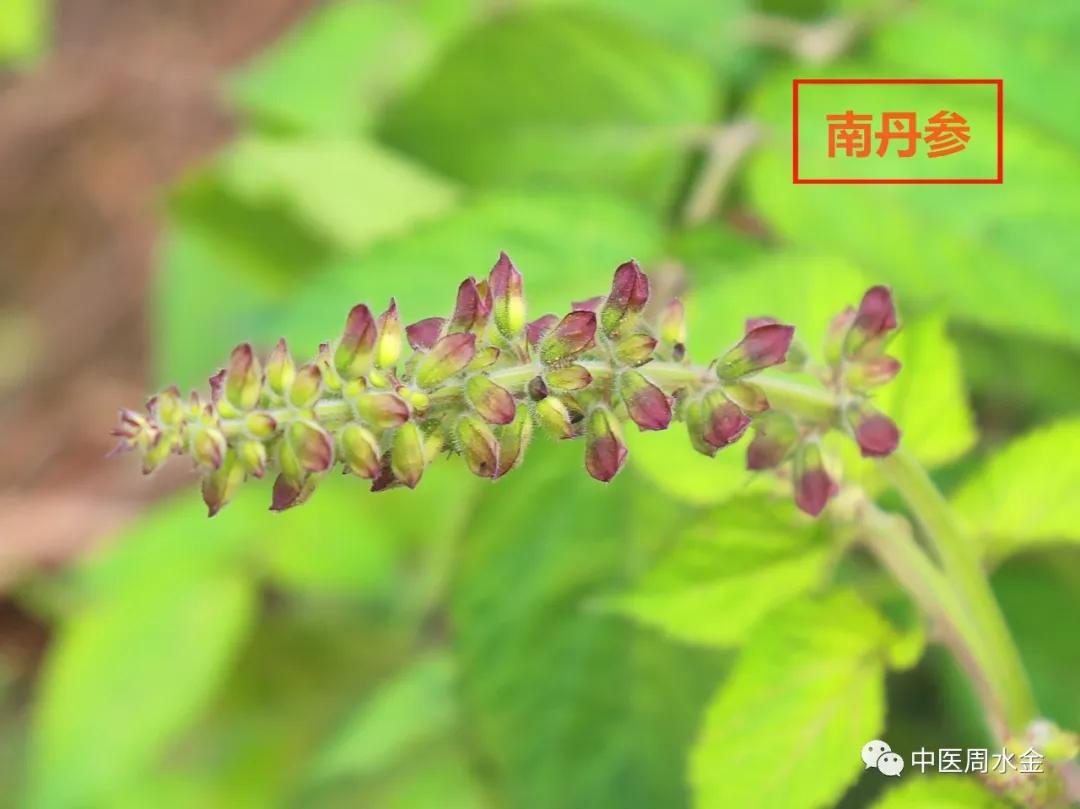 品味本草之美（第一季）