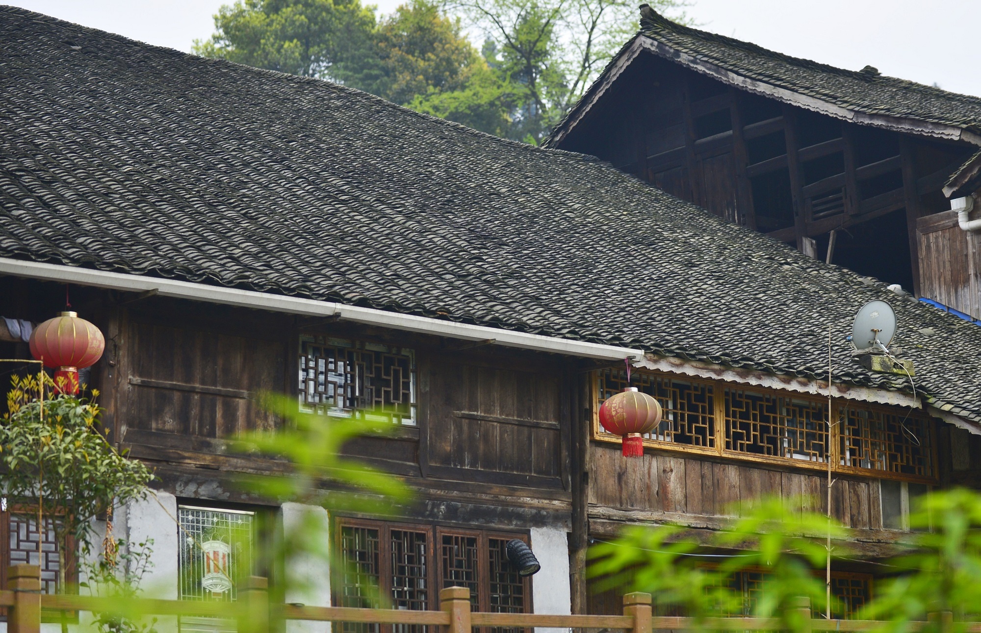 庆阳活化石叫啥,庆阳坝历史