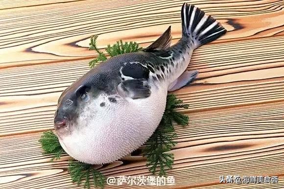 各种寿司纯鲜三文鱼刺身,日本传统寿司都用什么鱼