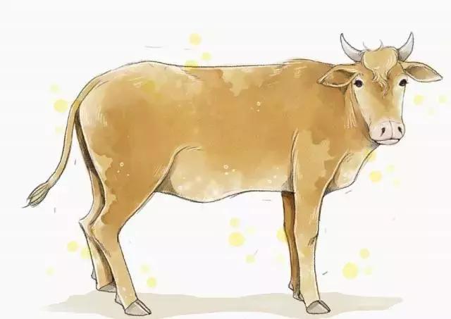 一头牛的价值深度好文,一头牛的效益