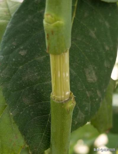 扦插三角梅生根的温度和湿度要求,扦插繁殖多少度温度合适