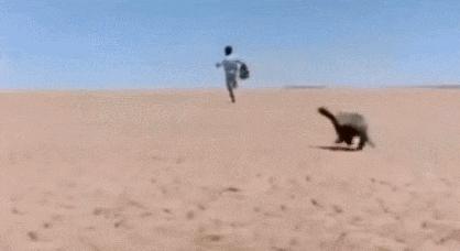 平头哥蜜獾照片,蜜獾平头哥动物科普