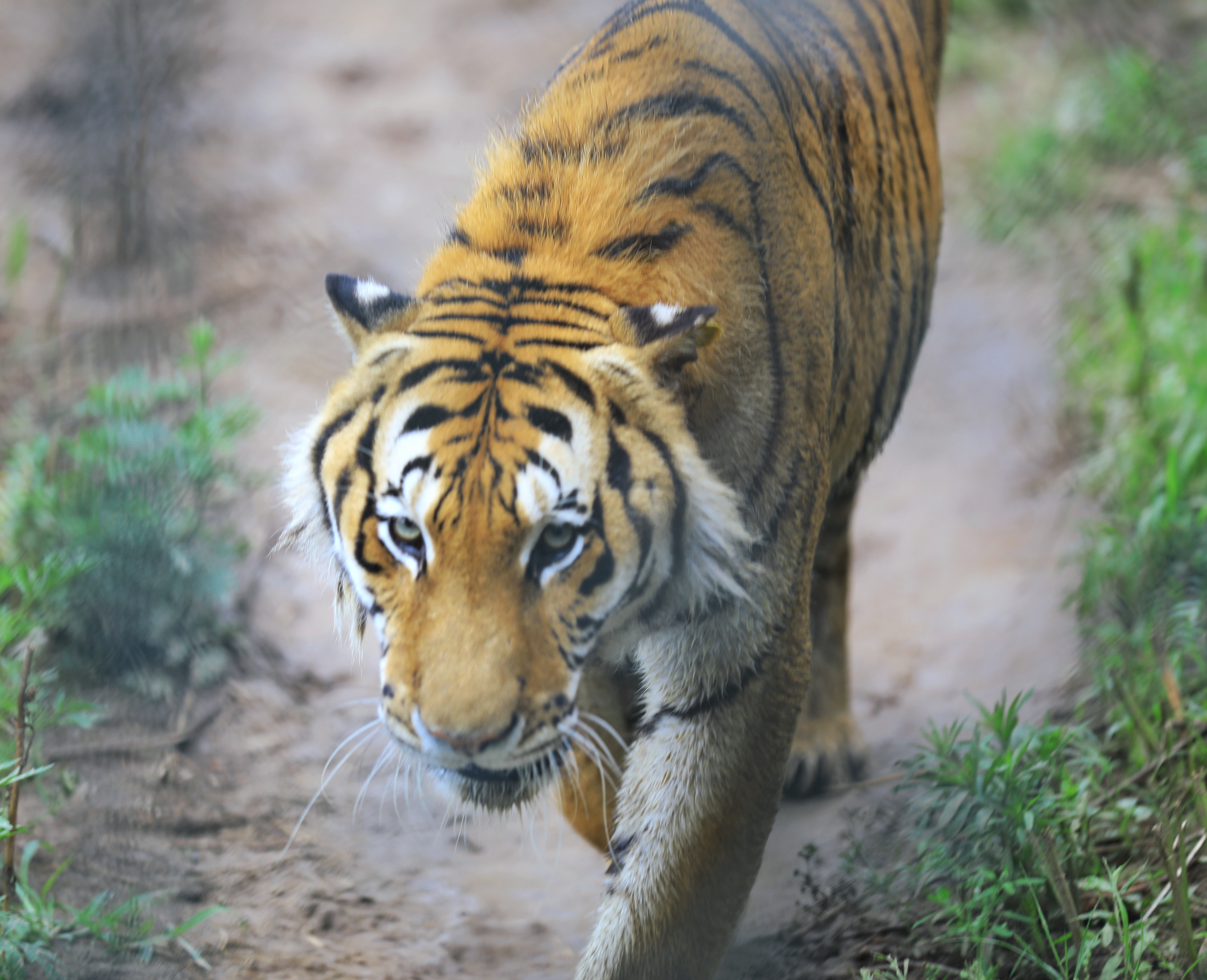 济南跑马岭射击中心夏令营,跑马岭夏令营报名