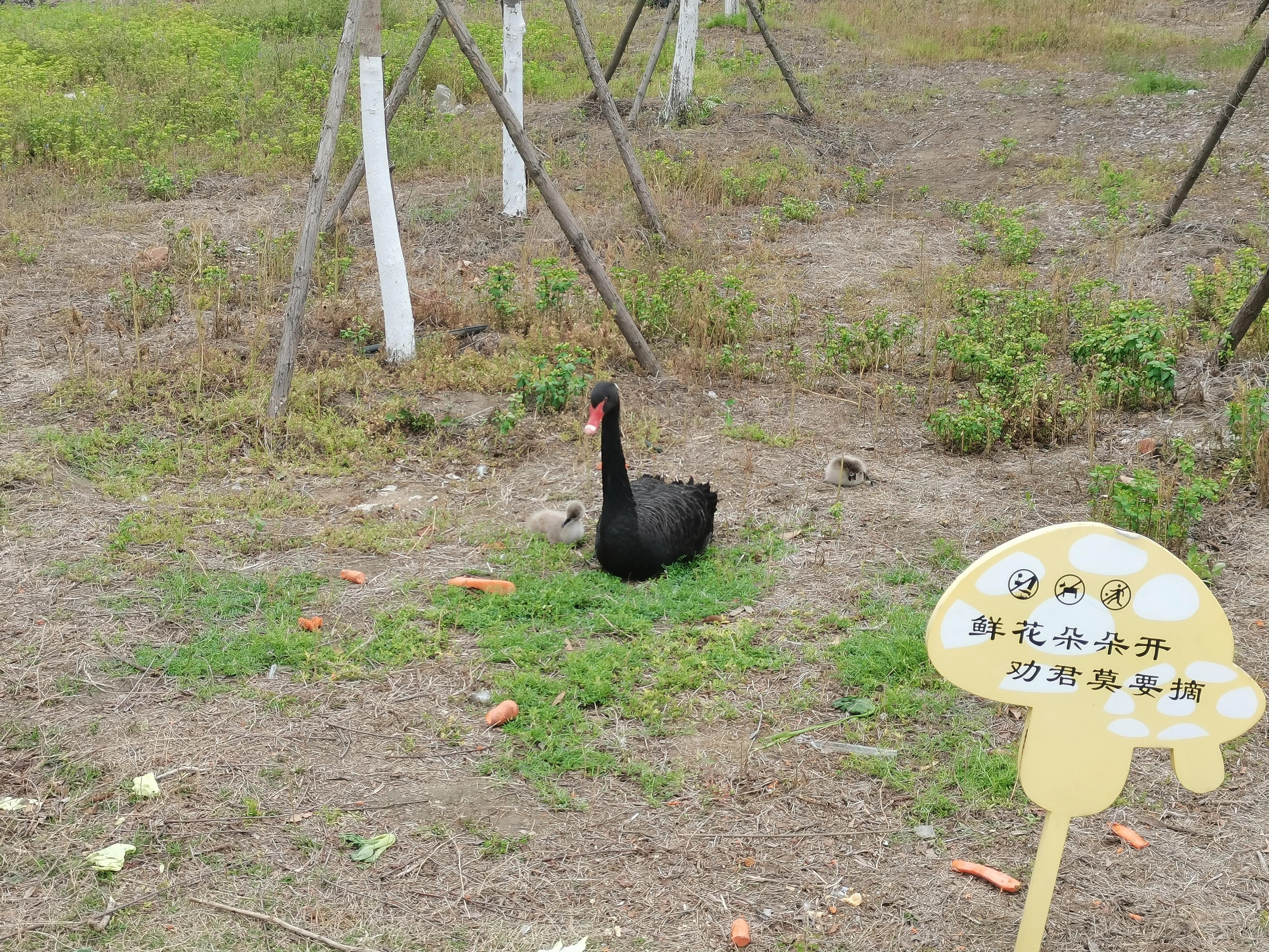 济南野生动物园和宿州野生动物园,宿州野生动物园到宿州皇藏峪