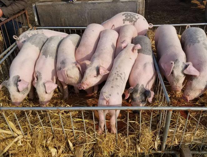 小猪不长怎么快速解决,小猪越来越瘦还不吃食怎么办