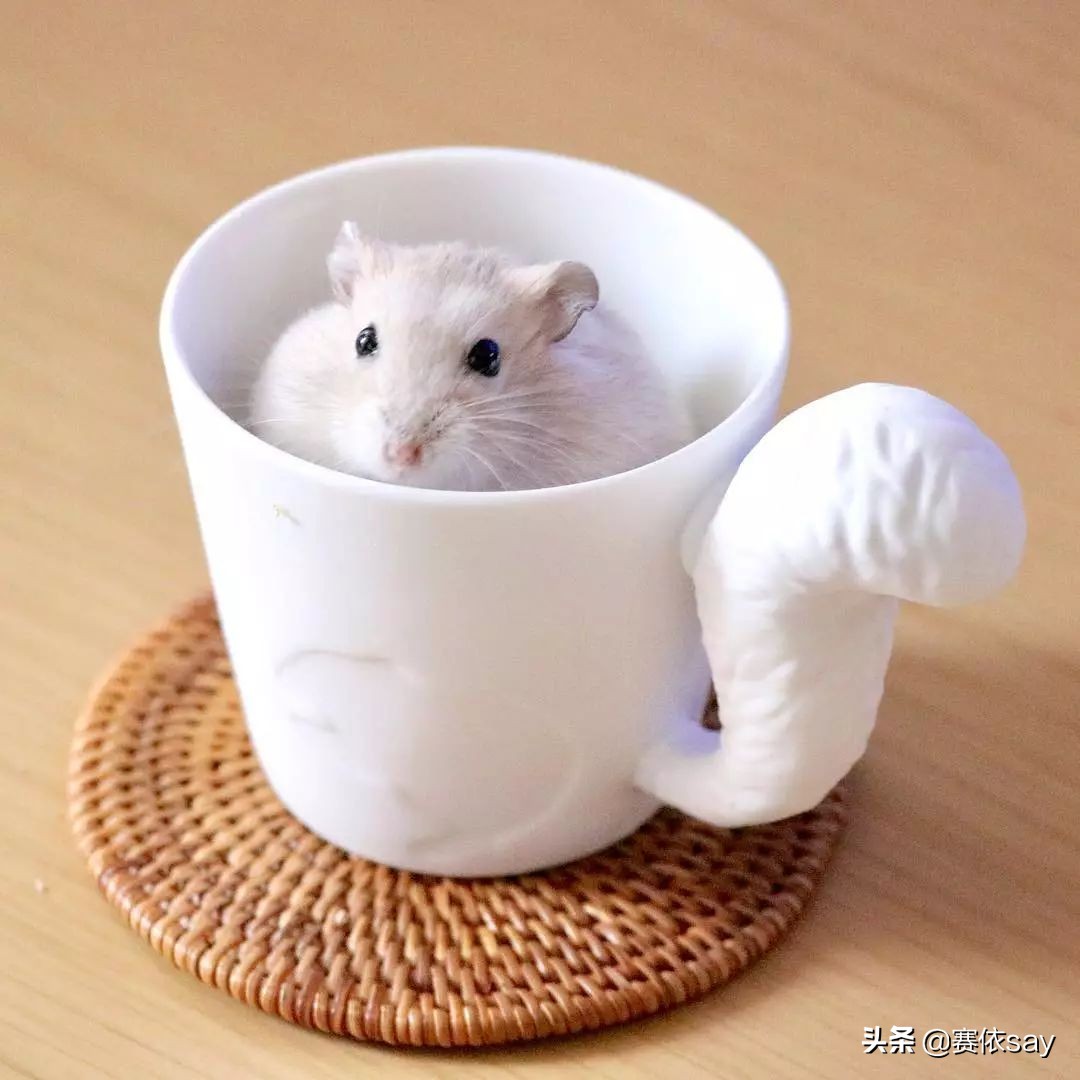 日本推主养了只小仓鼠，又团又圆的样子简直萌炸了！可爱到治愈！