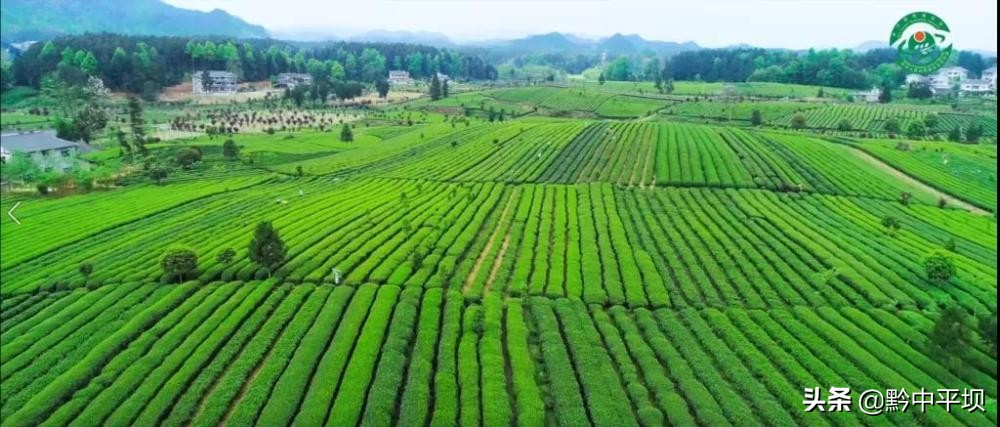 贵茶相伴终生无憾一段视频解开“贵州绿茶”魅力密码