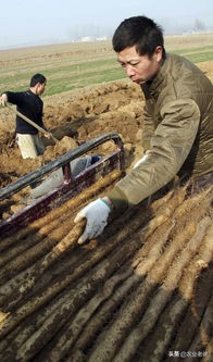 山药种植时怎么预防根腐病,山药种植怎样预防地下虫害