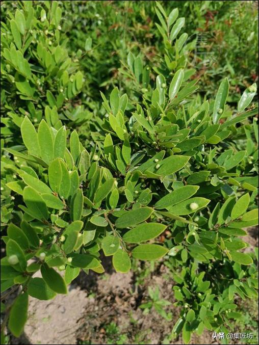 蚊母盆景植物,蚊母盆景的养殖方法