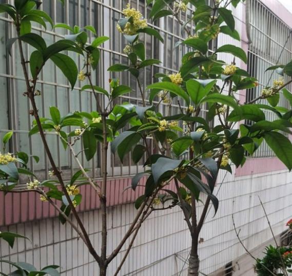 日香桂怎样才能开花,日香桂开花的时候用不用天天浇