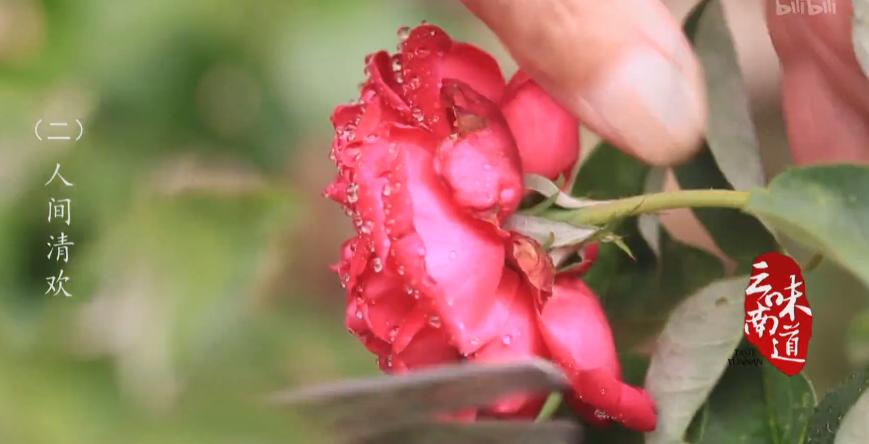 花痴把花吃，真香！