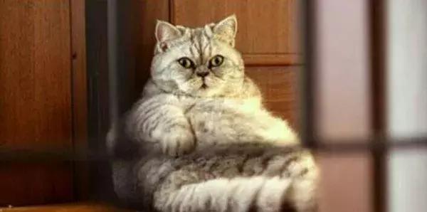 绝育后的猫为什么会变胖？怎么给猫咪减肥？