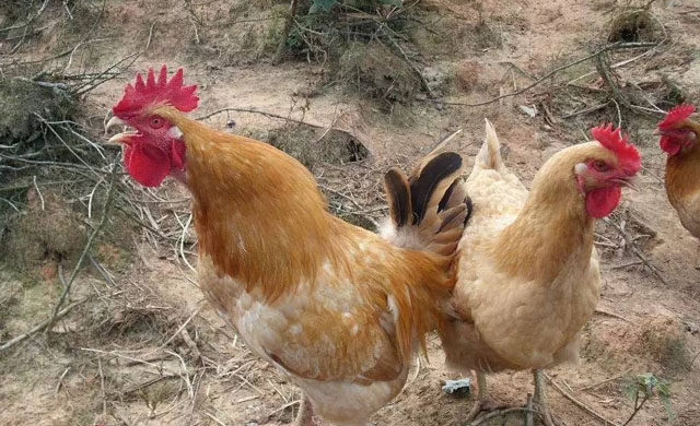 鸡眼睛睁不开是什么病?用什么药能治疗?养殖户值得一看