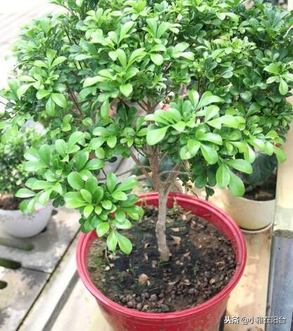 米兰怎么养才可以过冬,米兰冬天的养护方法可以修剪吗