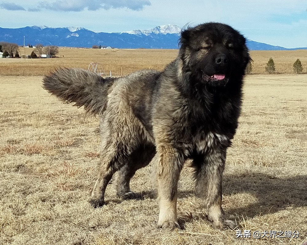 比特犬真正的猛犬,比特犬斗犬集锦