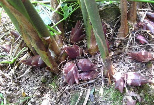 不得不说的濮阳美食,好吃的恩施特色美食价格