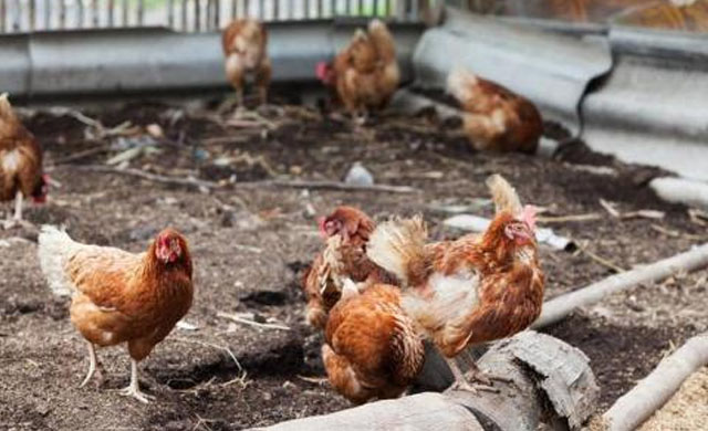 怎么防止鸡啄毛最好,鸡的啄癖症
