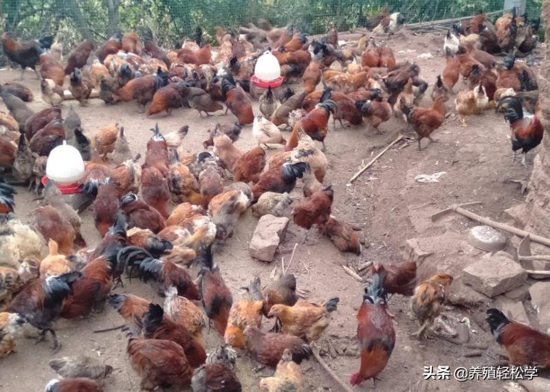 鸡感染霉菌有什么后果,鸡绦虫感染有什么症状