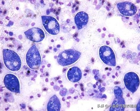 大菱鲆养殖技术优缺点,大菱鲆的养殖技术修订版