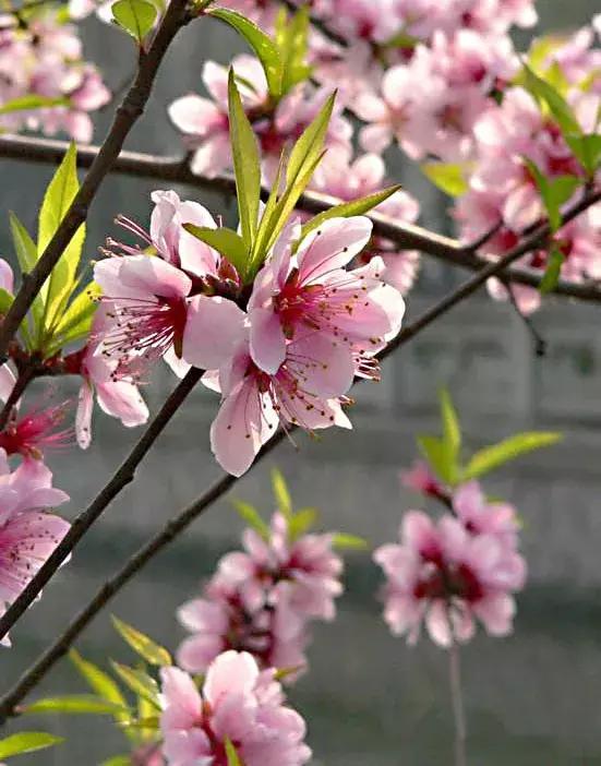 百花图谱大全100幅,工笔百花图谱100种