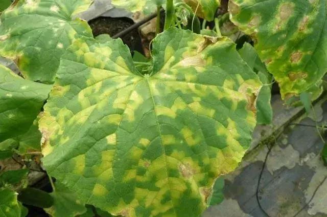 真菌治疗特效药,真菌病害的口诀与治疗配方