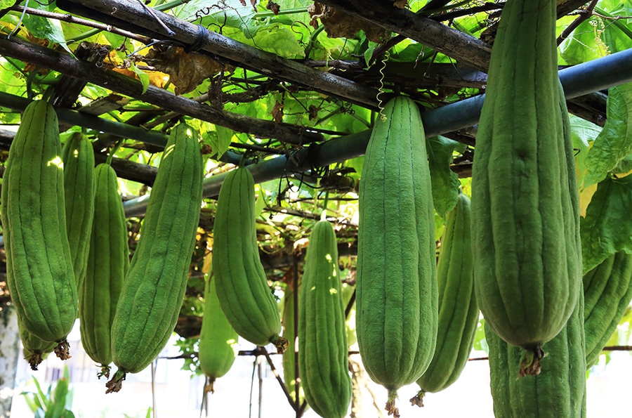 扫落叶优美诗句,扫落叶的诗句