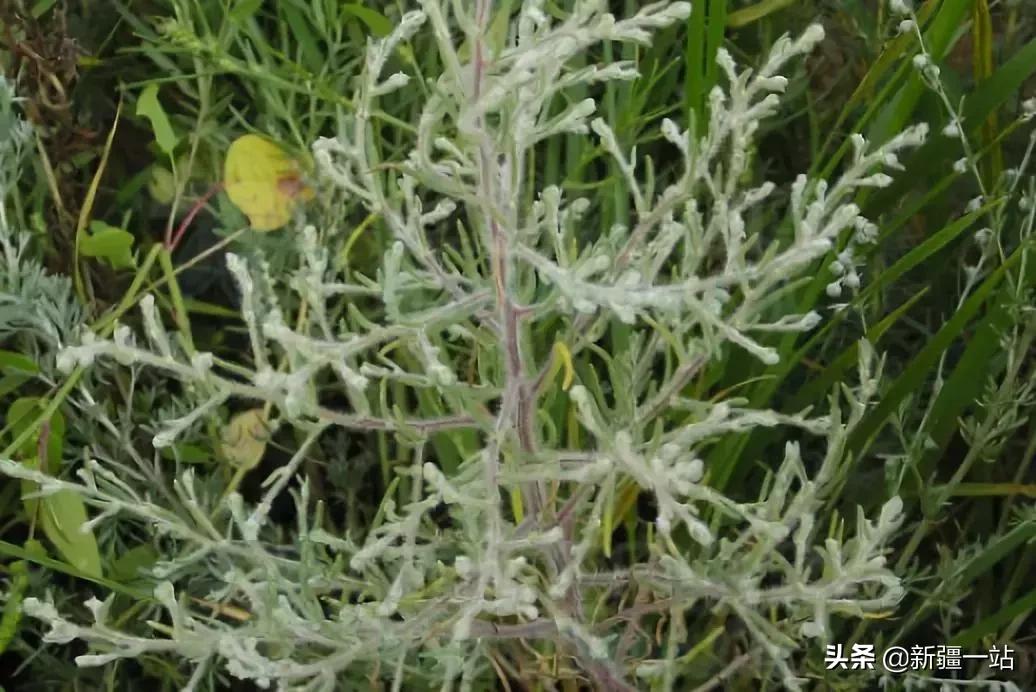 荒漠中有哪些能吃的植物,南疆常见的野生植物